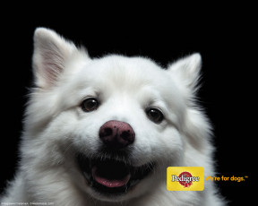 Картинка бренды pedigree