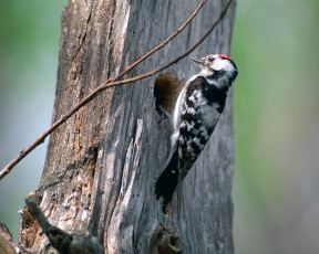 Картинка животные дятлы