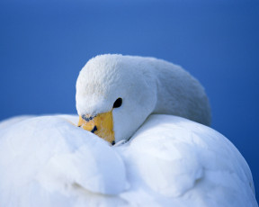 Картинка животные лебеди