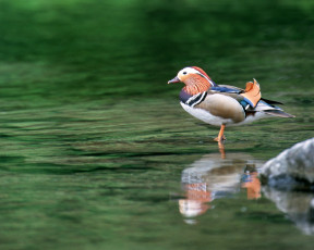 Картинка животные утки