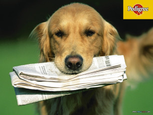 Картинка бренды pedigree