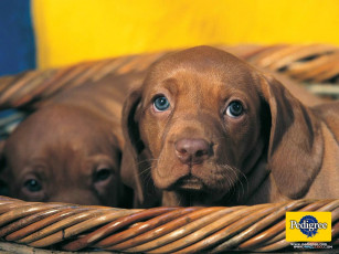 Картинка бренды pedigree