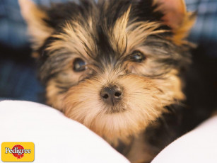 Картинка бренды pedigree