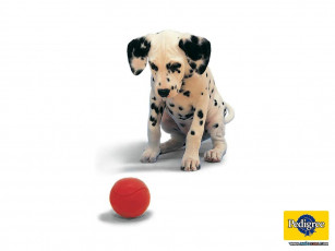 Картинка бренды pedigree