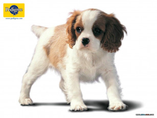 Картинка бренды pedigree