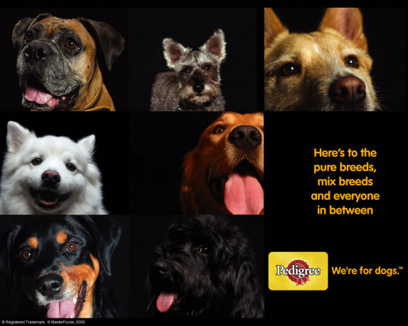 Обои картинки фото бренды, pedigree