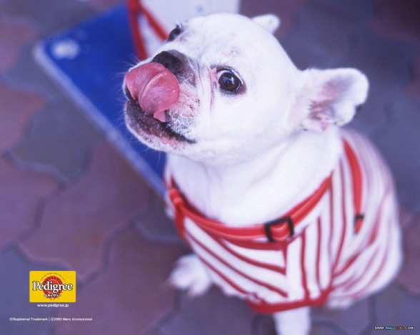 Обои картинки фото бренды, pedigree