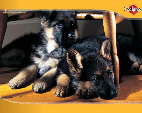 Обои картинки фото бренды, pedigree