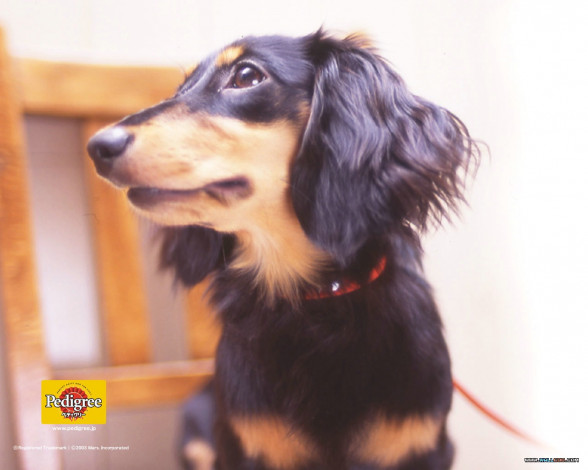 Обои картинки фото бренды, pedigree