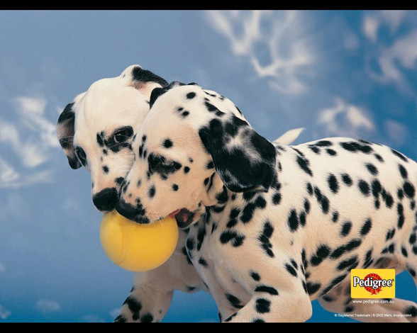 Обои картинки фото бренды, pedigree