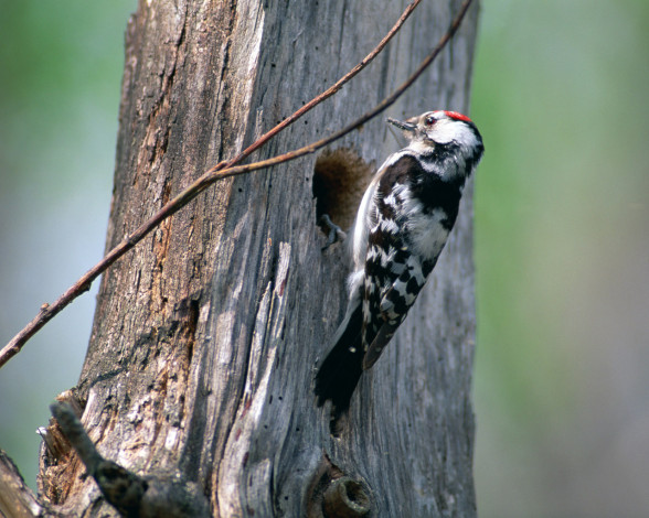 Обои картинки фото животные, дятлы