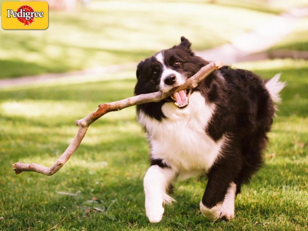 Обои картинки фото бренды, pedigree