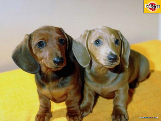 Обои картинки фото бренды, pedigree