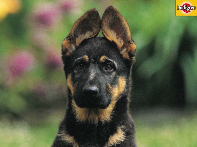 Обои картинки фото бренды, pedigree