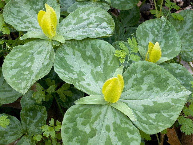 Обои картинки фото цветы