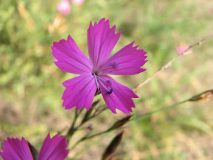 Картинка цветы гвоздики