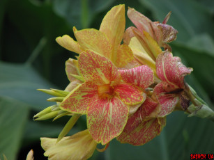 Картинка цветы канна