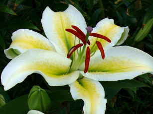 Картинка цветы лилии лилейники