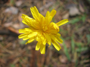 Картинка цветы луговые полевые