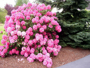 Картинка цветы рододендроны азалии