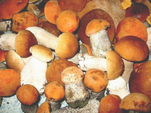 Картинка еда грибы грибные блюда