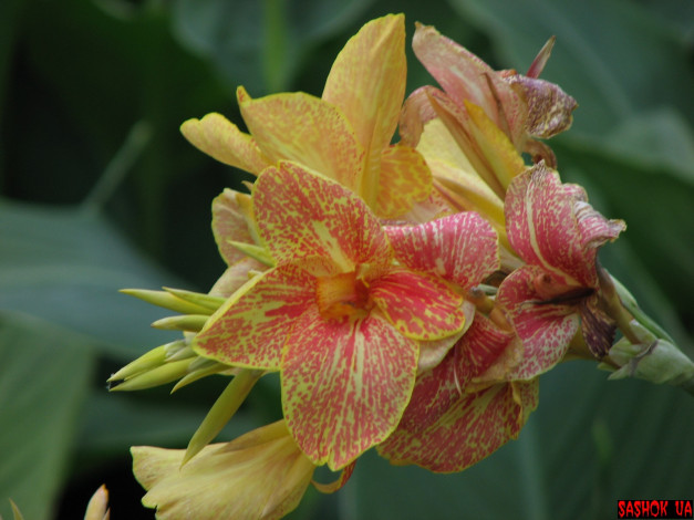 Обои картинки фото цветы, канна