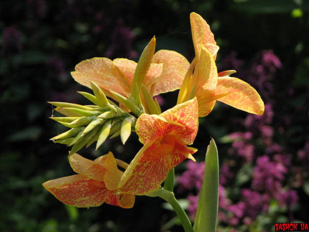 Обои картинки фото цветы, канна