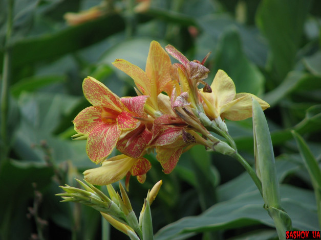 Обои картинки фото цветы, канна