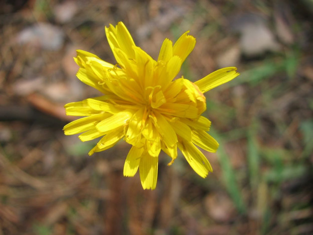 Обои картинки фото цветы, луговые, полевые