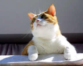 Картинка животные коты