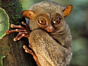 Картинка животные другое