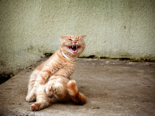 Картинка животные коты