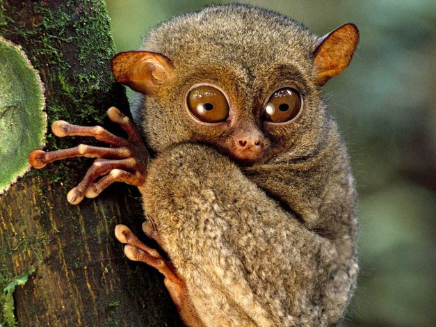 Обои картинки фото животные, другое