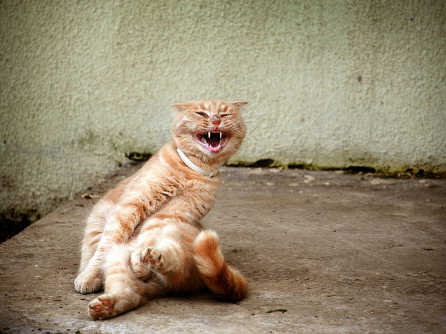 Обои картинки фото животные, коты