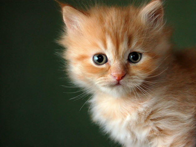 Обои картинки фото животные, коты