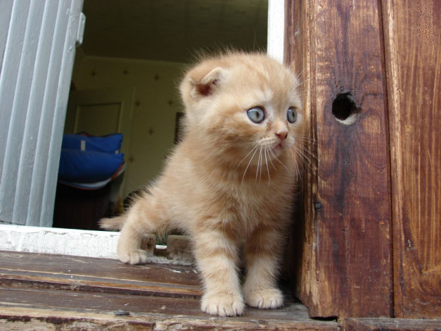 Обои картинки фото животные, коты