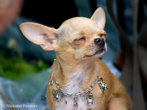 Обои картинки фото животные, собаки