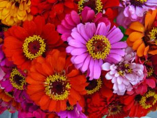 Картинка цветы 11 цинния