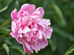 Картинка цветы пионы