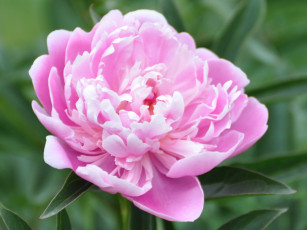 Картинка цветы пионы