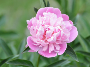 обоя цветы, пионы