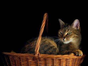 Картинка животные коты