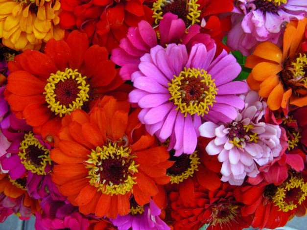 Обои картинки фото цветы, 11, цинния