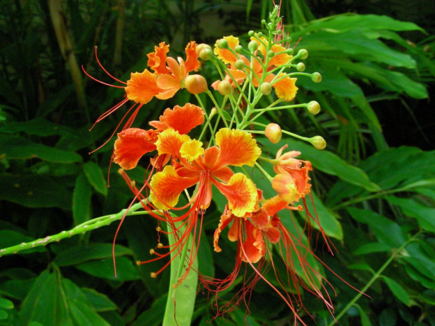 Обои картинки фото цветы, делоникс, королевский, огненное, дерево