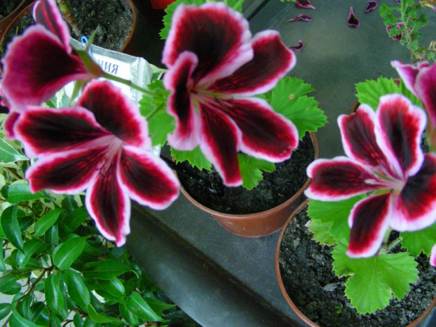 Обои картинки фото цветы, герань