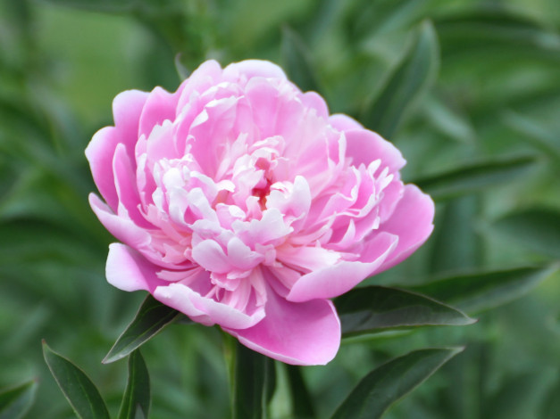 Обои картинки фото цветы, пионы