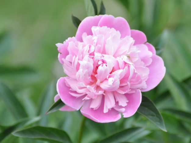 Обои картинки фото цветы, пионы