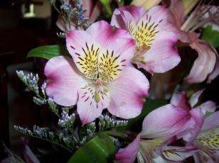 Картинка цветы