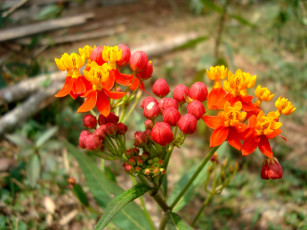 Картинка цветы бутоны цветки