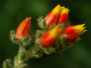 Картинка эхеверия цветы пушистый